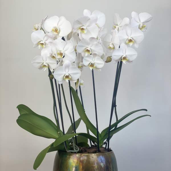 Fabulous Orchids in purpura