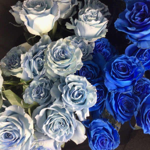 Cluster of blue and pale blue roses on a dark background