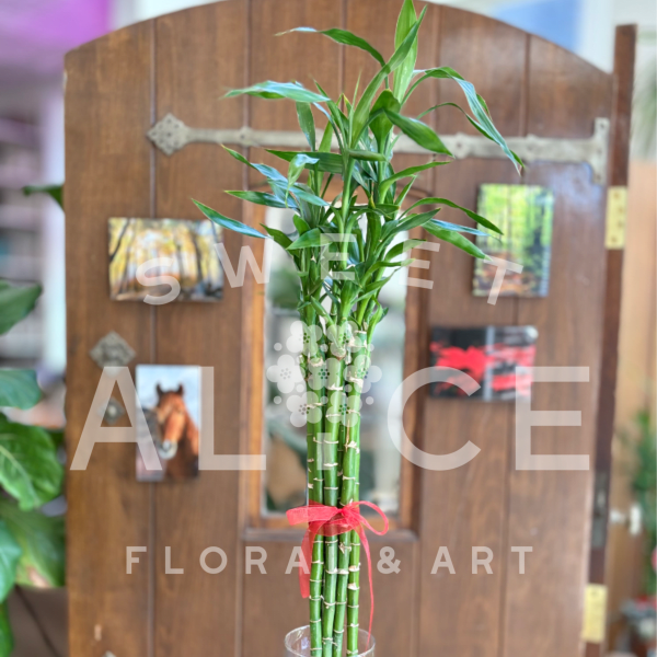 Wealth and Good Fortune
