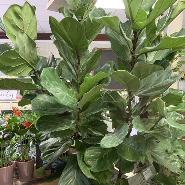 Large potted fiddle leaf fig plant with broad green leaves