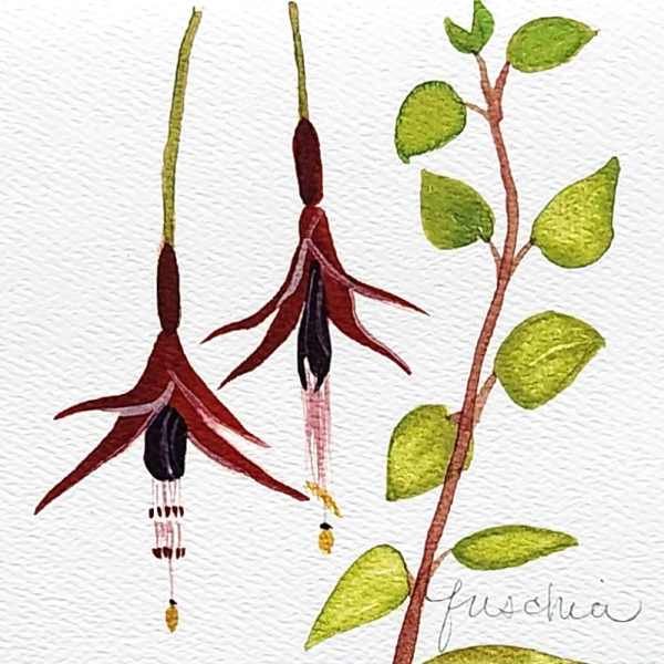 Watercolor painting of two hanging fuchsia flowers and a leafy branch