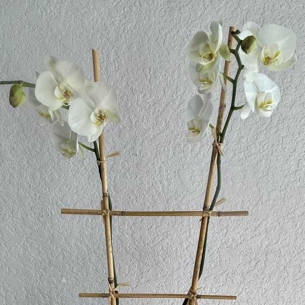 White orchid plant in a decorative pot with bamboo stakes