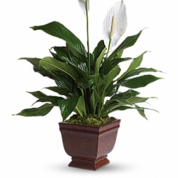 Potted peace lily with white blooms in a brown planter