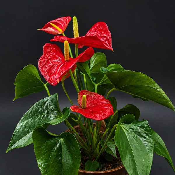 Red anthurium plant in a woven basket pot