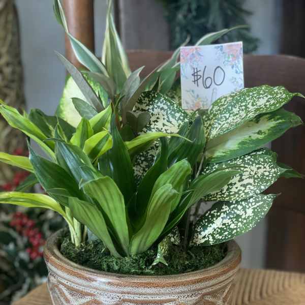 8" Dish Garden