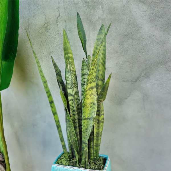 Potted snake plant in a turquoise square ceramic planter