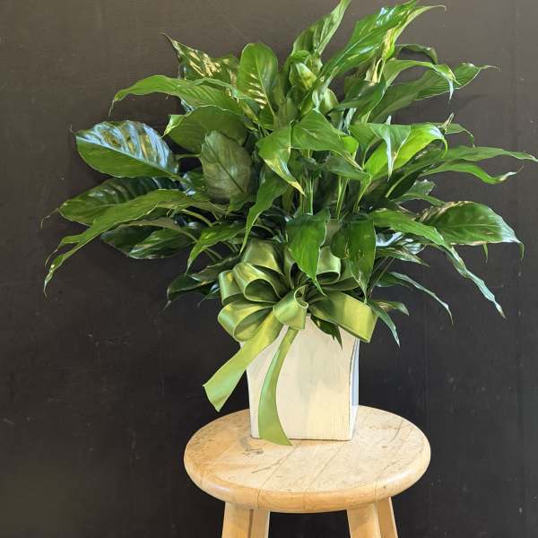 Lush green potted plant in a white container with a green ribbon bow