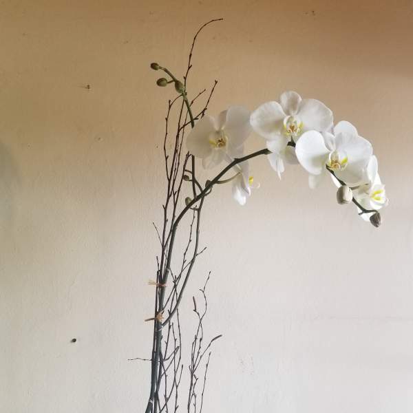 White orchid plant in a textured gray pot with tall branches
