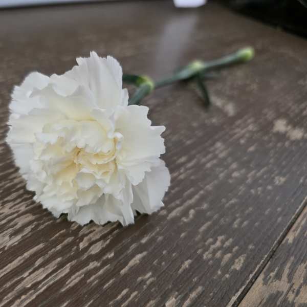 Single Carnation - White
