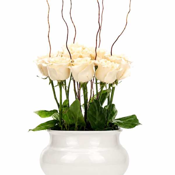 Blume Breeze