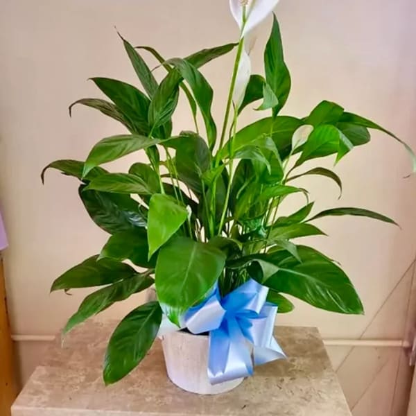 Potted peace lily plant with a blue ribbon