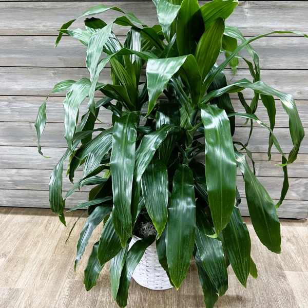 Potted green dracaena plant in a white woven basket