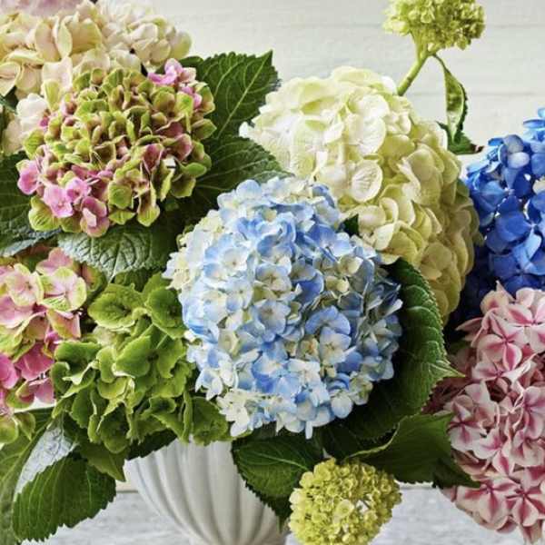Bouquet of multicolored hydrangeas in a white vase