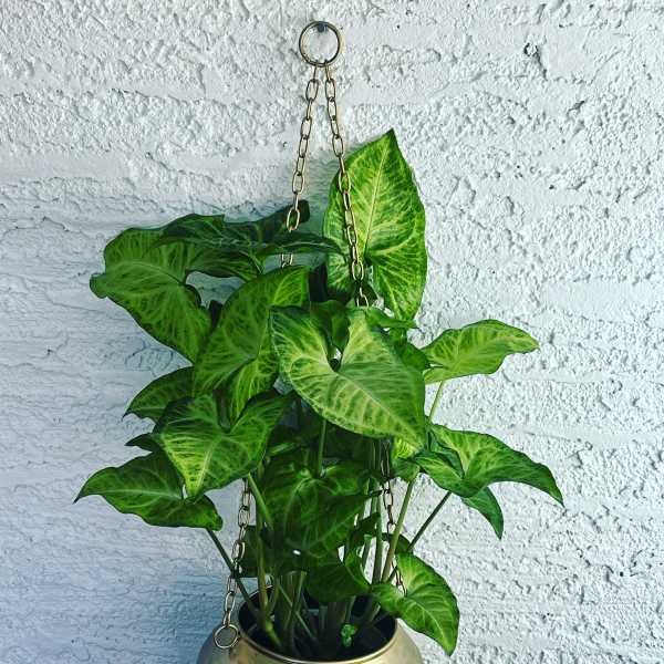 Hanging potted plant with bright green arrow-shaped leaves in a gold planter