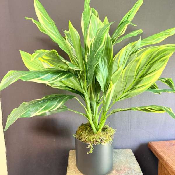 Potted green variegated plant in a black container