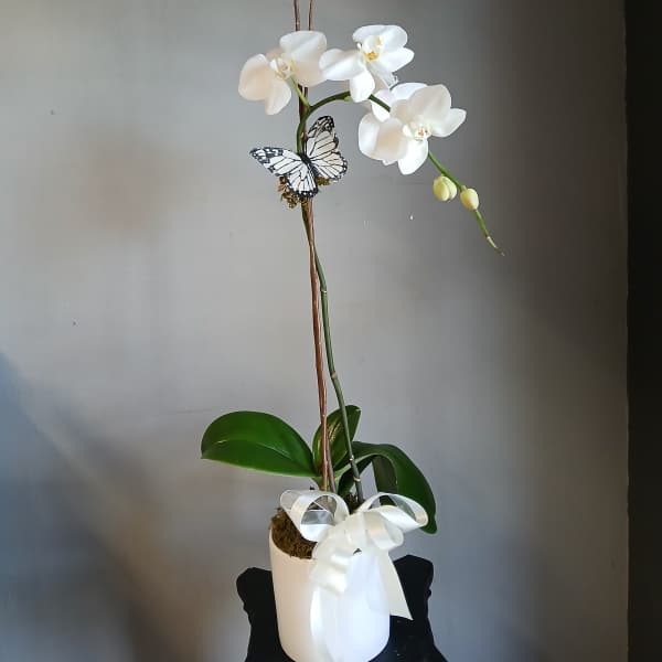 White orchid plant in a white pot with a ribbon and butterfly decoration