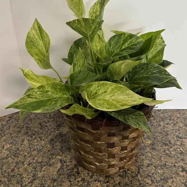 Potted variegated green houseplant in a woven basket