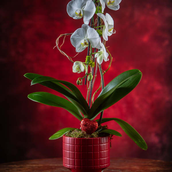 White orchid plant in a red pot with a small heart decoration