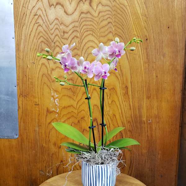 Potted pink orchid plant in a striped ceramic pot