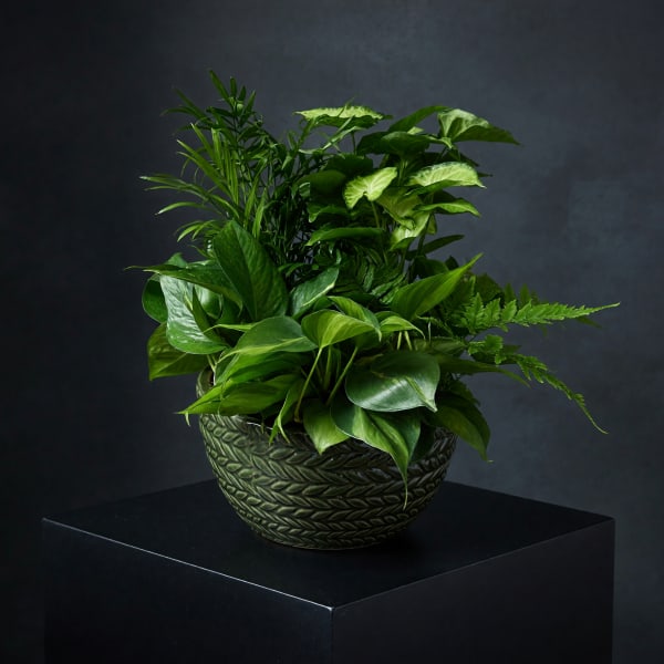 Lush green houseplant arrangement in a textured ceramic bowl