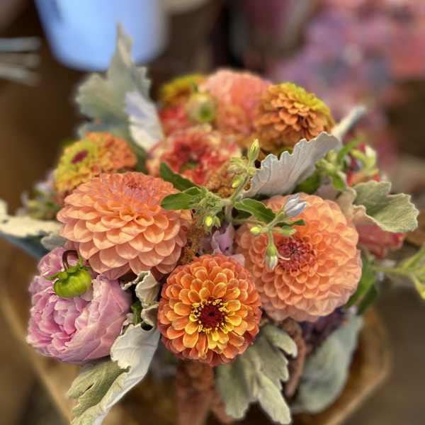 Bouquet of peach and pink dahlias with silvery foliage