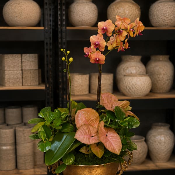 Orchid arrangement in a gold urn with pink leaves and green foliage