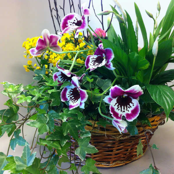 Basket arrangement with purple orchids, yellow flowers, and trailing ivy