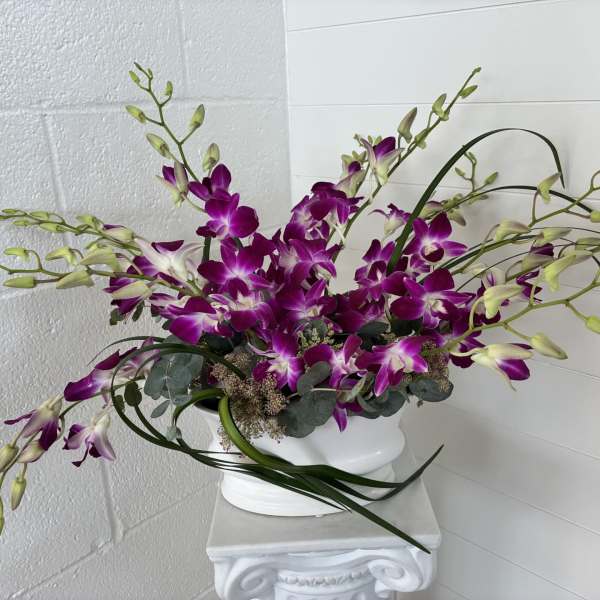 Orchid Day Dream