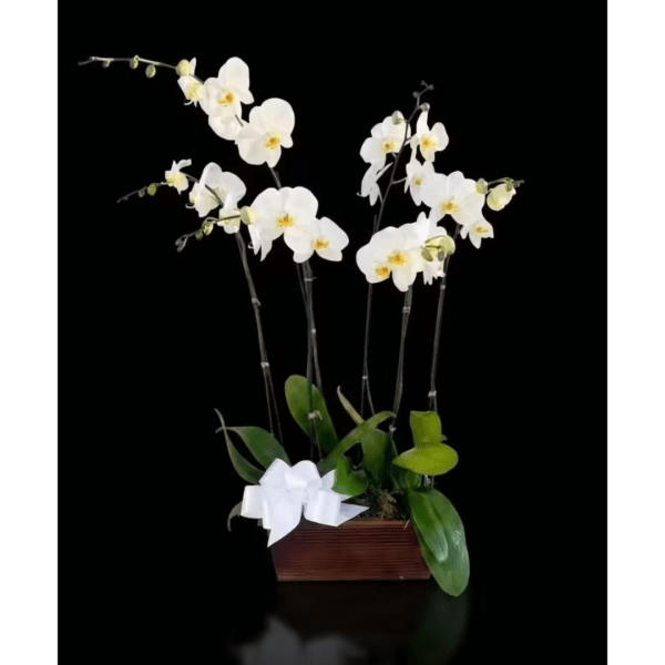 White orchid arrangement in a rectangular wooden planter with a white bow