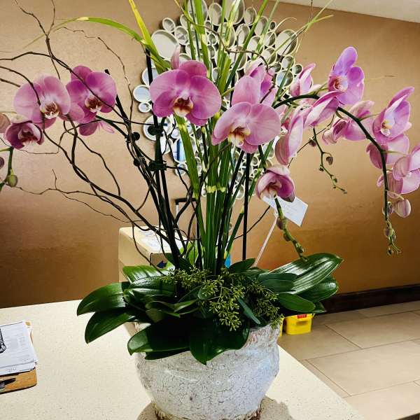 Pink orchids arranged in a white ceramic pot