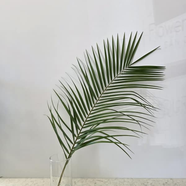 Single palm frond in a clear glass vase