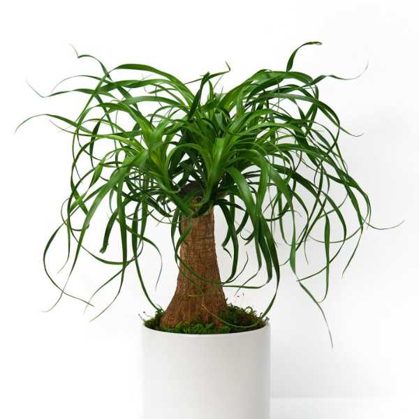 Ponytail palm-style houseplant with arching green fronds in a white round pot