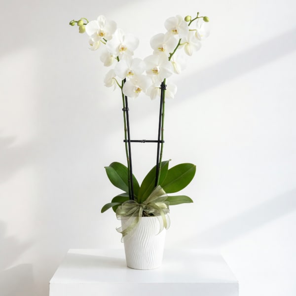 White orchid plant in a white pot with a ribbon bow