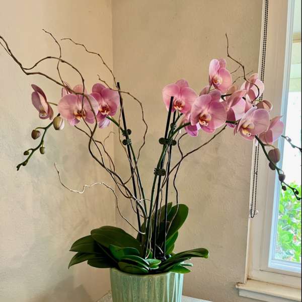 Pink orchids in a green ceramic pot on a pedestal