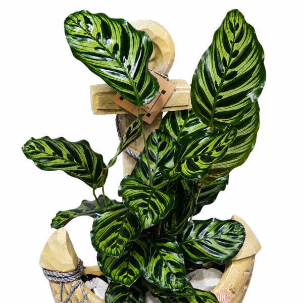 Potted tropical plant with striped green leaves in a decorative boat-shaped planter