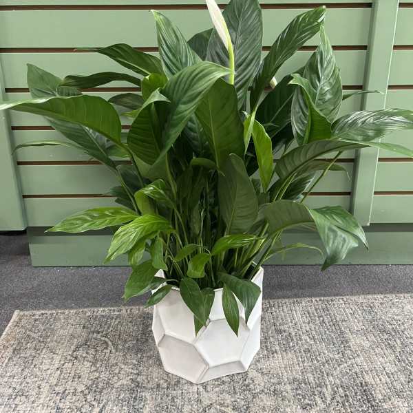 Deco Pot Peace Lily