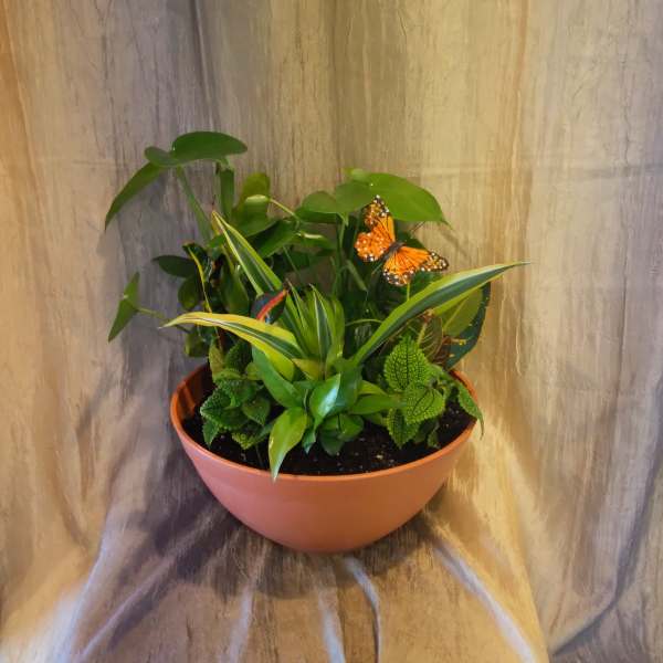 Classic Dish Garden ~ Flower A Day