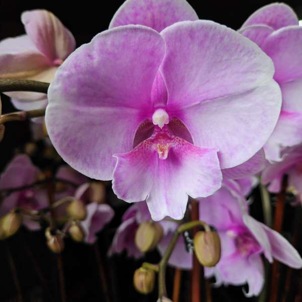 Thoughtfulness & Charm