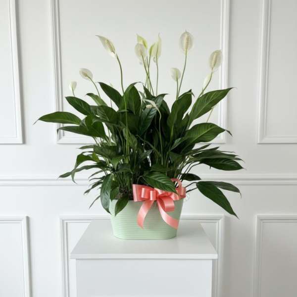 Potted peace lily with white blooms and a pink ribbon