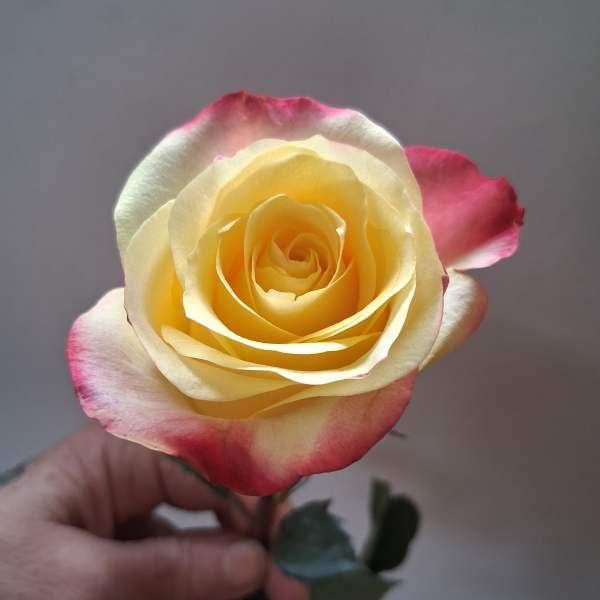 Single cream rose with pink-edged petals held in hand