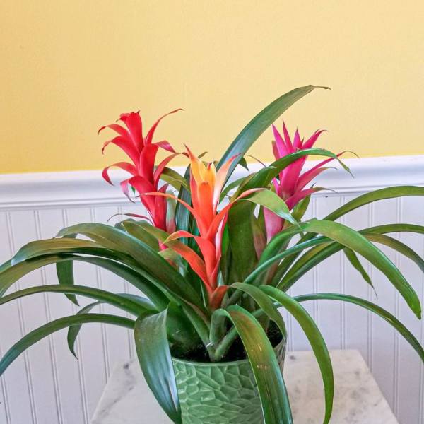 Potted bromeliad plant with red, orange, and pink blooms
