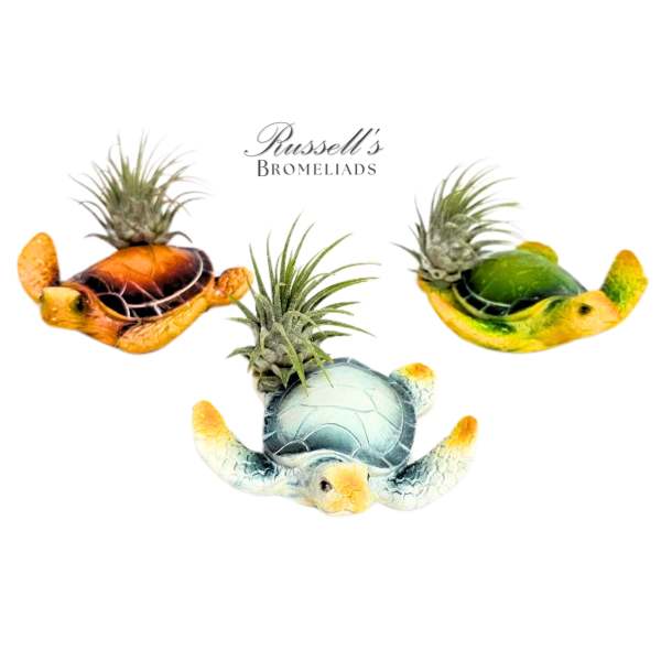 Three air plants in painted turtle-shaped planters on a white background