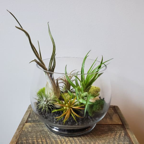 Air Plant Terrarium