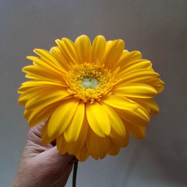 Single yellow gerbera daisy held by hand