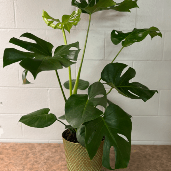 Monstera Plant