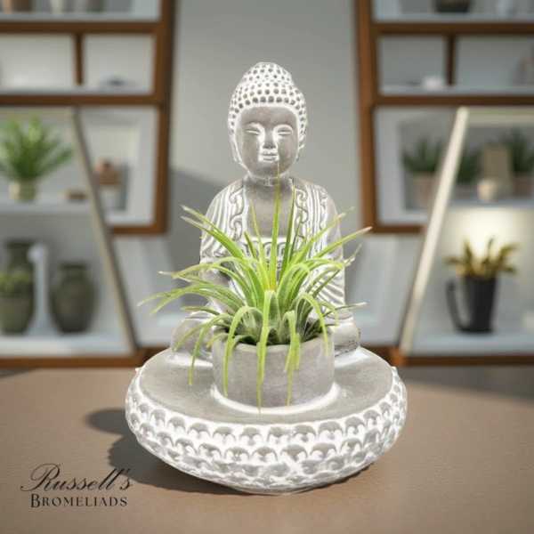 Small green plant in a white Buddha-shaped planter