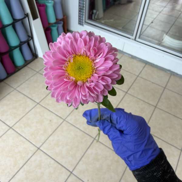 Matsu daisy