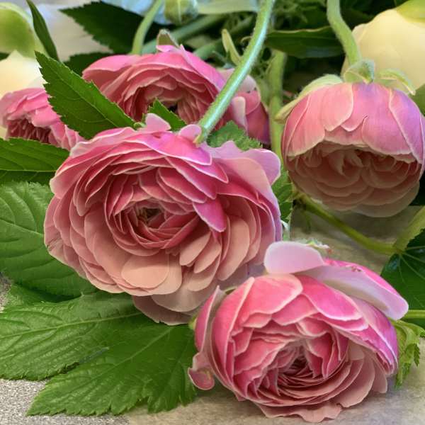Pink ranunculus blooms with green leaves in a close-up arrangement