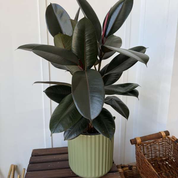 Potted rubber plant with dark glossy leaves in a ribbed green planter