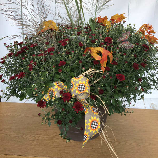 Magnificent Fall Mum